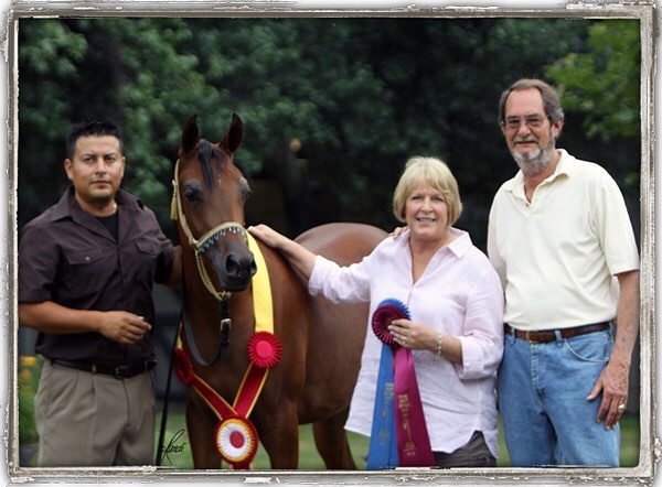7 Thee Aurora, a brown Arabian mare, Egyptian Event Champion and brood mare on PS Arabians Horse Farm, stands wearing ribbons by her trainer and owners Peter and Sheila Stewart