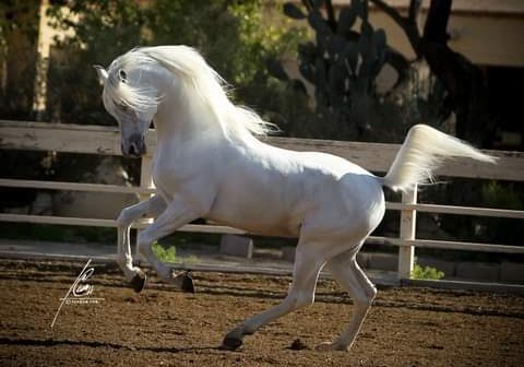 4 PS Echo Domani white purebred Arabian stallion runs in corrall on PS Arabians Horse farm in Enumclaw Washinton