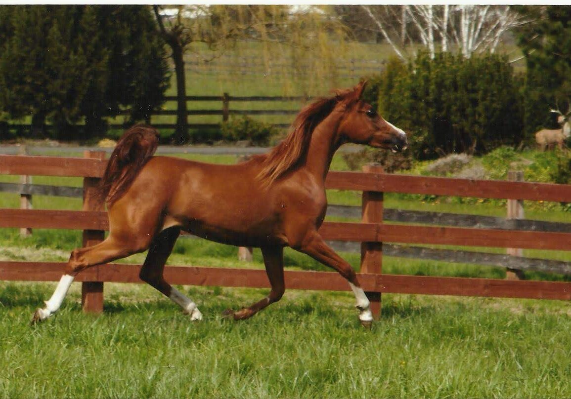 Purebred Arabian Horse Brown Running in Field Arabian Horses for Sale