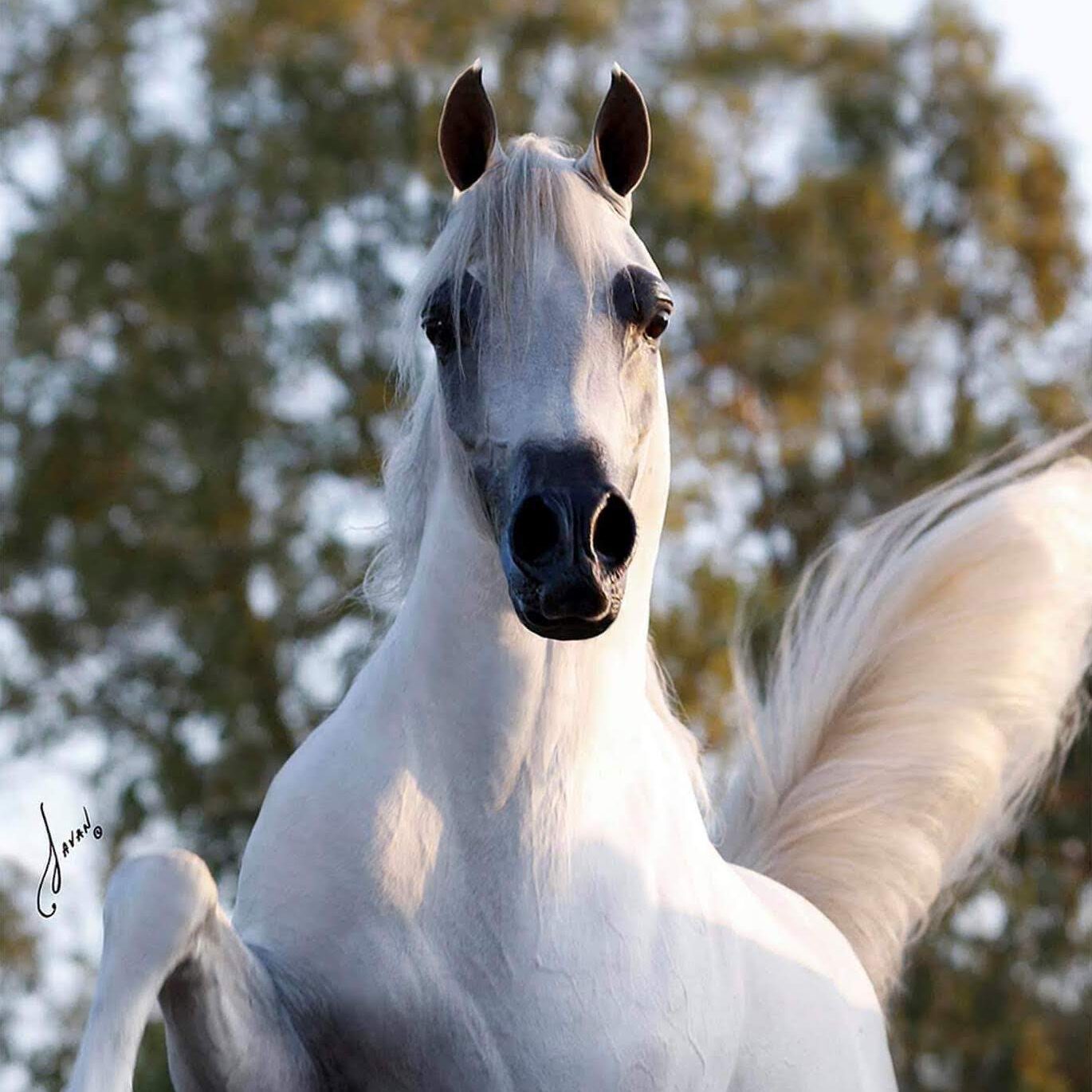 Torrifficoo PS Arabians Purebred White Arabian Horse Stud